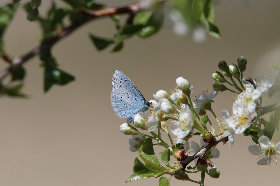 Butterfly on leaf